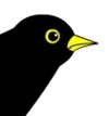 blackbird image